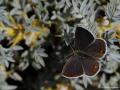 Plebejus carmon (Doğulu Esmergöz)